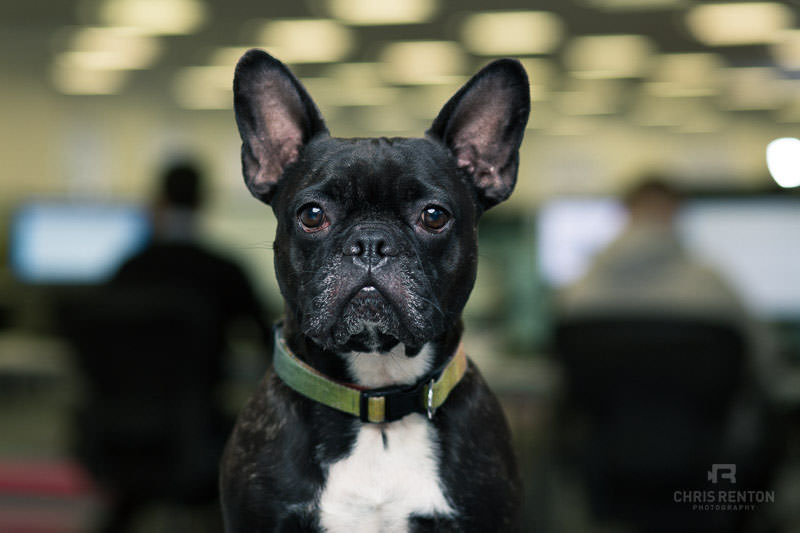 french bulldog portrait office